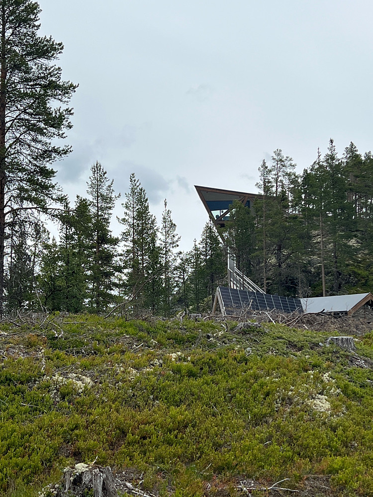 Eagle nest