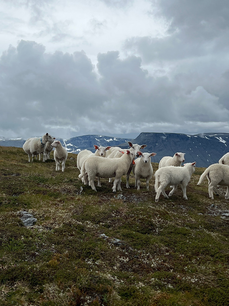 Idyllisk fårikål reklame