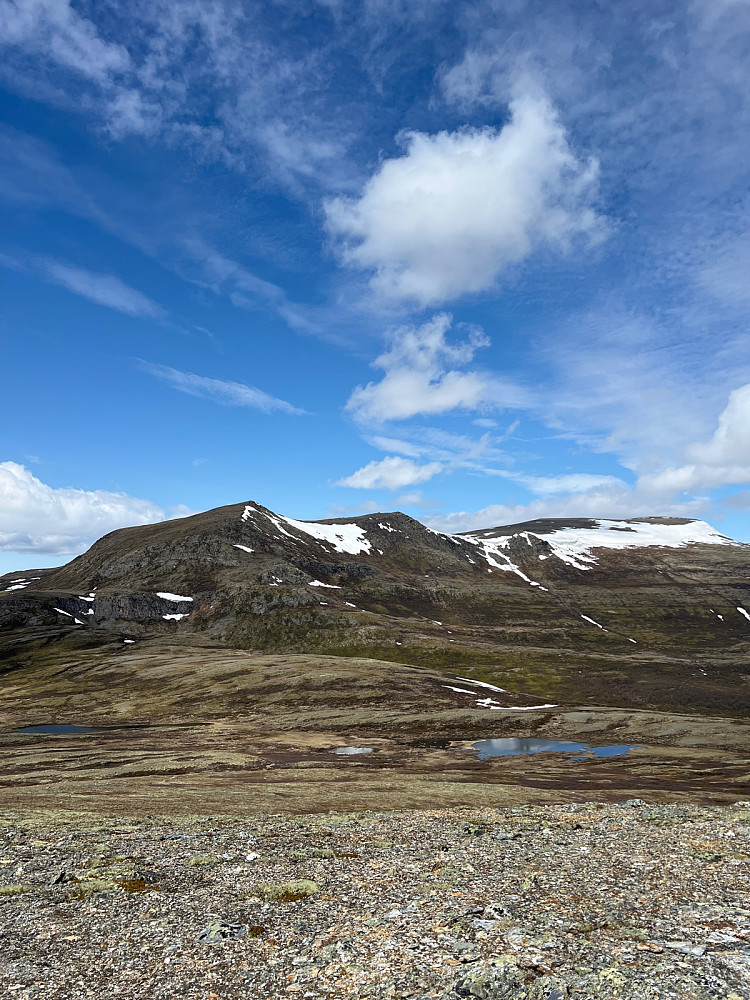 Kattuglehøa