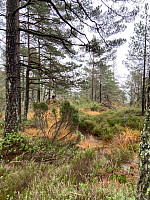 Nina2412hauge_20211030_617d5cfc12a91.jpg