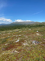 Nina2412hauge_20220721_62d96465b4411.jpg
