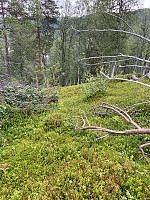 Nina2412hauge_20230813_64d8a6ffd7a9a.jpg