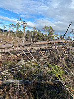 Nina2412hauge_20240316_65f5c58118ac7.jpg