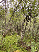 Nina2412hauge_20240713_6692aae29e893.jpg