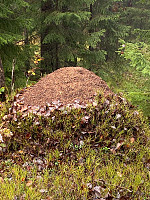Nina2412hauge_20241013_670bcf7930490.jpg