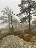 Nina2412hauge_20241019_6713b51816f7d.jpg