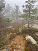 Nina2412hauge_20241019_6713b51926f4f.jpg