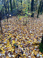 Nina2412hauge_20241020_67152ba3489f5.jpg