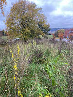 Nina2412hauge_20241020_67152ba3e95f9.jpg