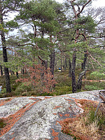 Nina2412hauge_20241230_67729215a020e.jpg