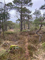 Nina2412hauge_20250305_67c87c6e66bf5.jpg