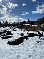 Nina2412hauge_20250414_67fd262e290c3.jpg