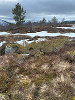 Nina2412hauge_20250416_67ffd02b3d7db.jpg