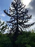 Nina2412hauge_20250510_681f5ac88dcb7.jpg