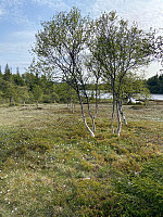 Nina2412hauge_20250531_683b3792e9bf1.jpg