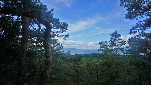 Kikut