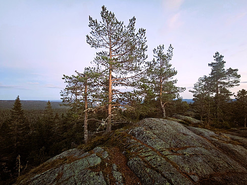 Lokkeråsen