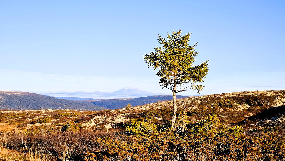 Optimistisk liten gran