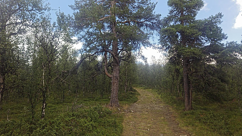 Stistart mellom flotte furuer