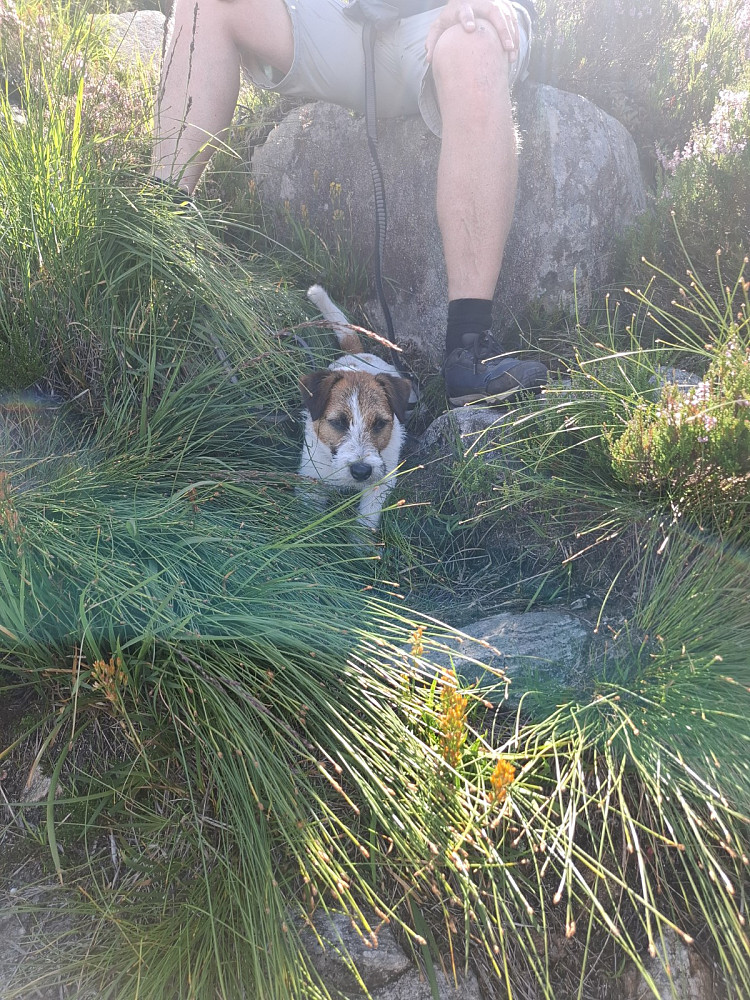 Sliten hund