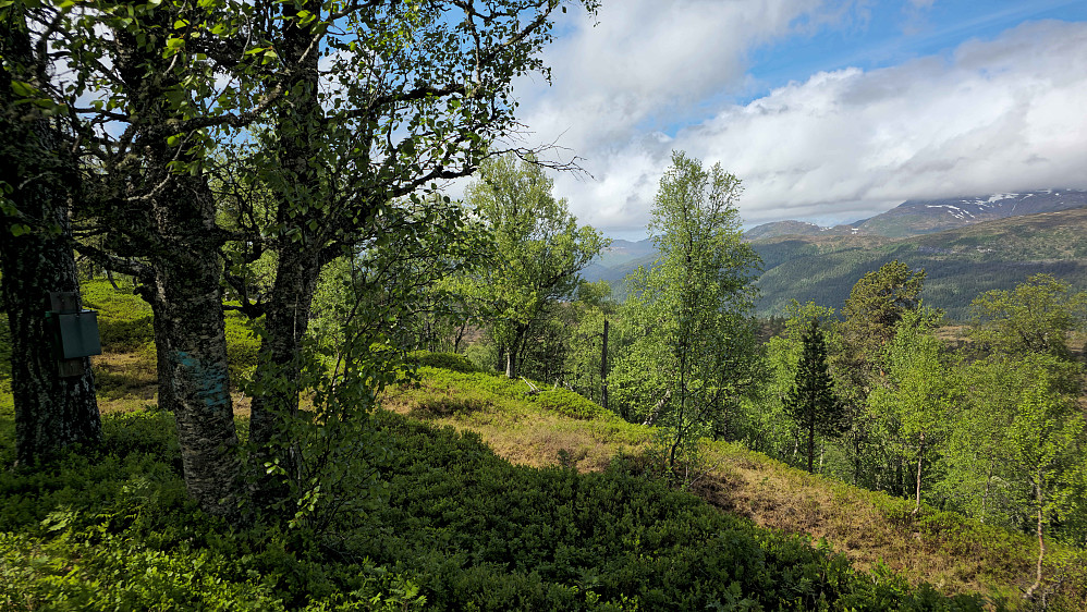 Høyeste punkt.
