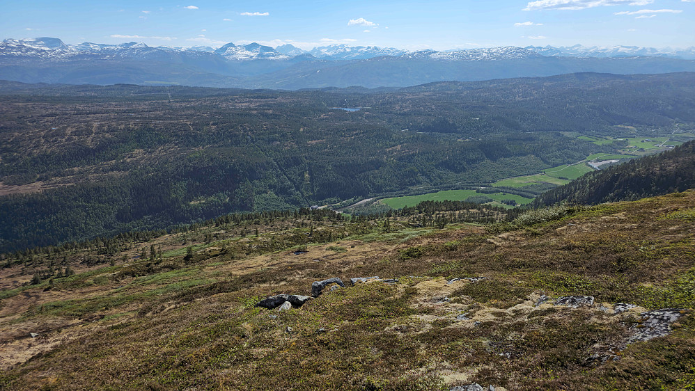 Stien ned fra Skarven går nok langs hyllene lenger ned. Jeg tok direkteruta ned gjennom bjørkekratt på sørøstsiden.