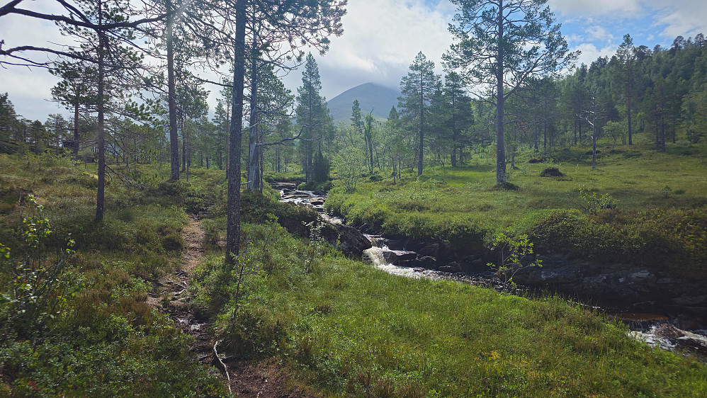 Snart kommet ut av skogen.