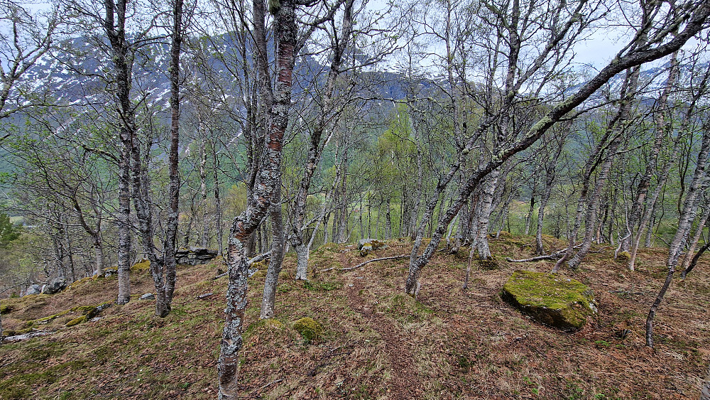 Vår i skogen.
