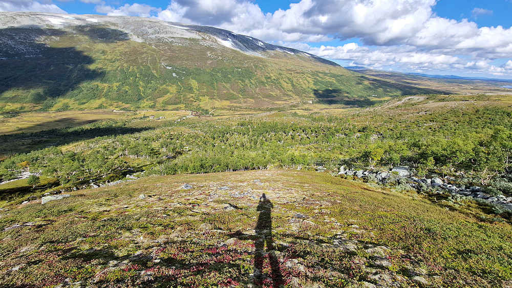 Litt småskog å navigere seg gjennom før det blir gjensyn med seterveien i Jøldalen.