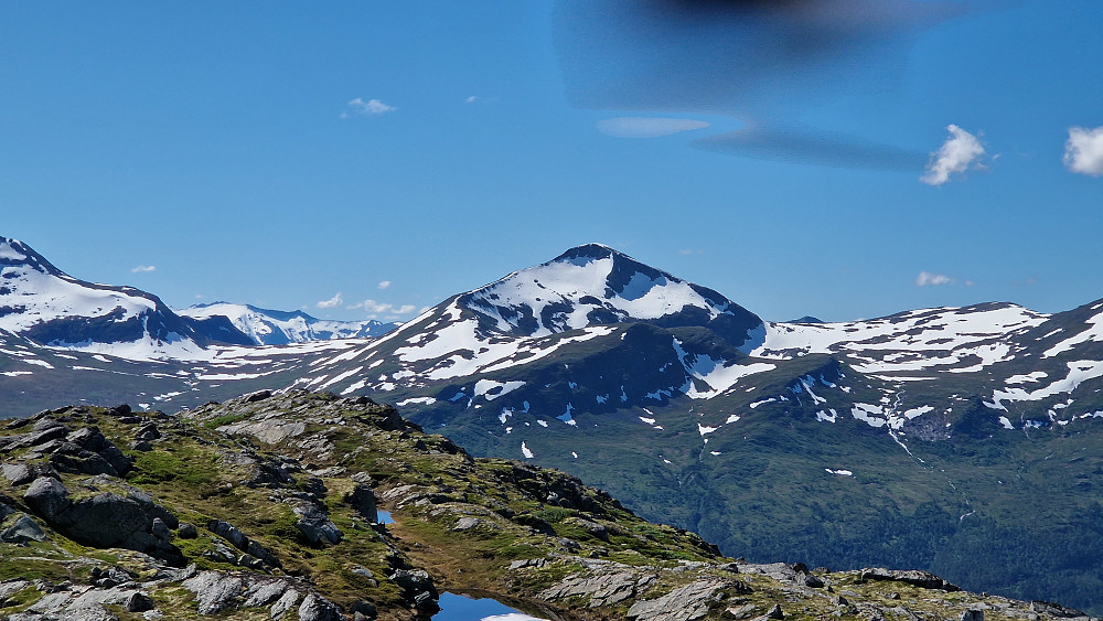 Vassnebba / Grånebba.