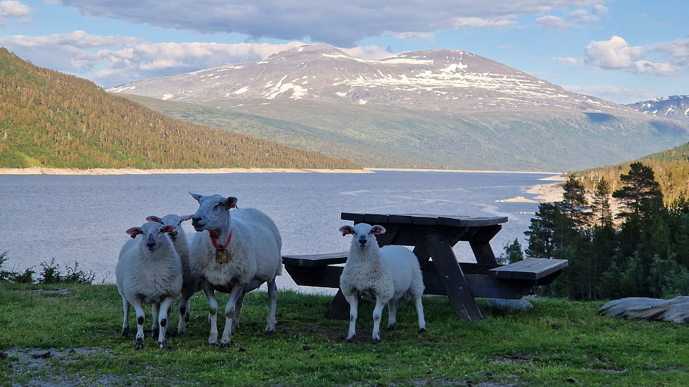 Hyggelig selskap nede ved Gråsjøen.