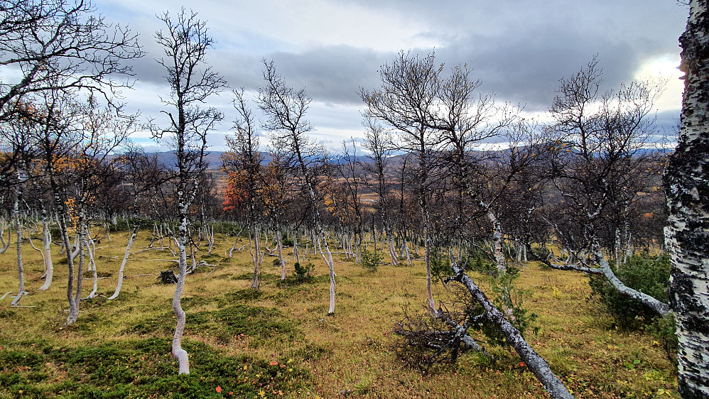 Skogen ned fra Vardhøa mot Svartdalssætrin.