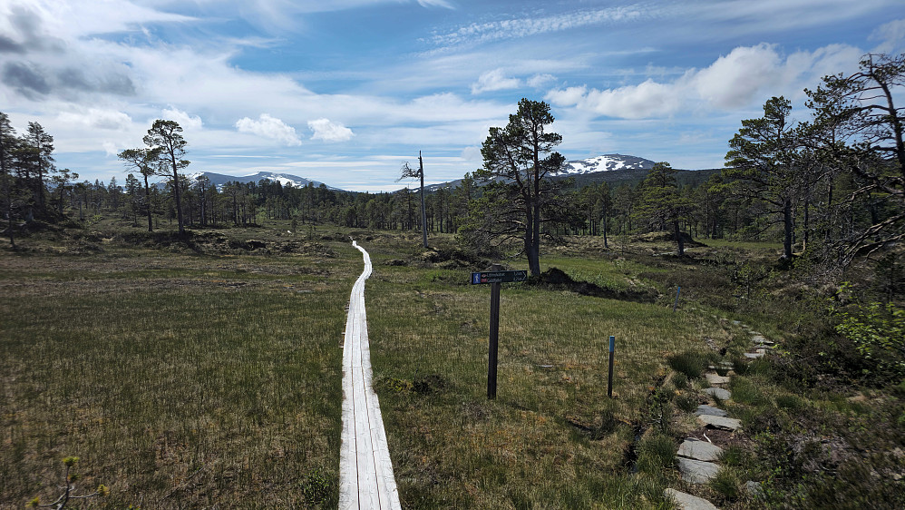Fin klopplagt sti i starten i retning Gaddfjellet.
