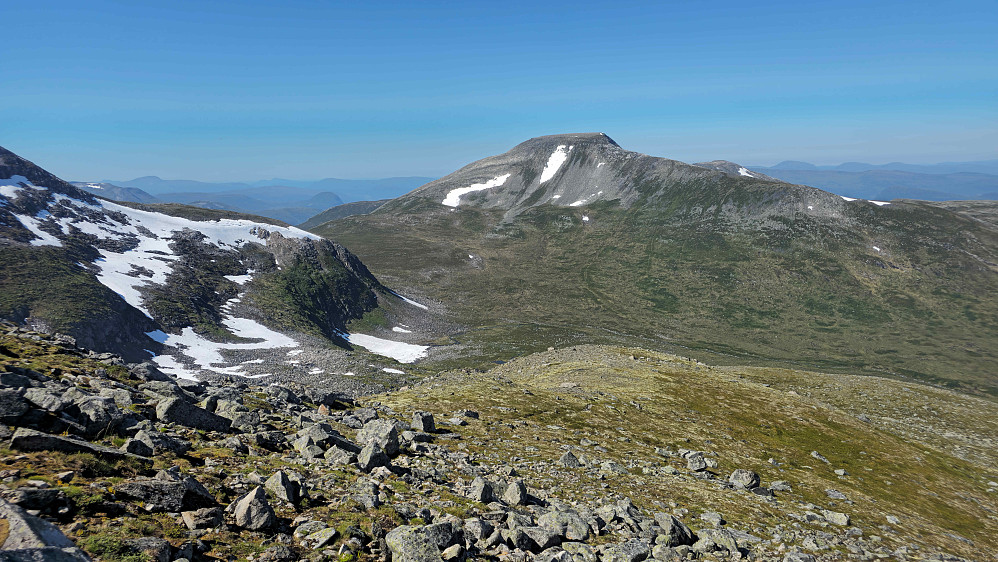 Grånebba.