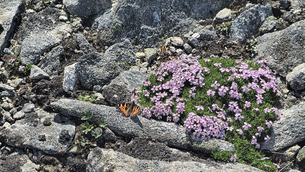 Både fauna og flora.