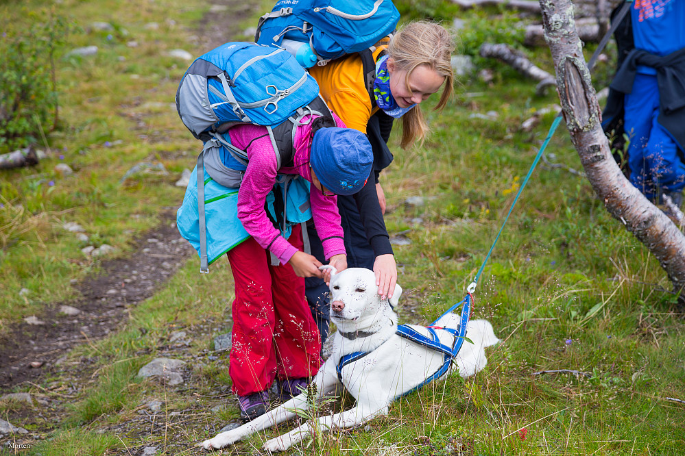 Kosete hund