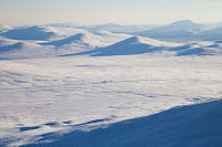 mortenh_kalve111114-002.jpg