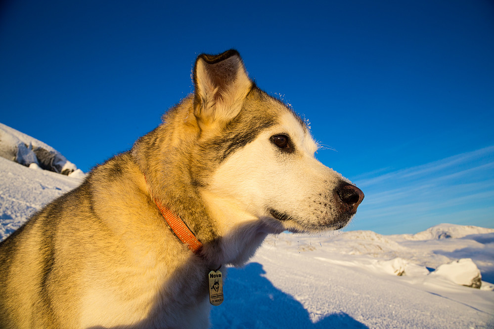 Novadog in the sun.