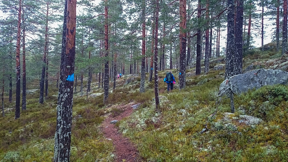 På vi oppover skogen. Fint å gå her.