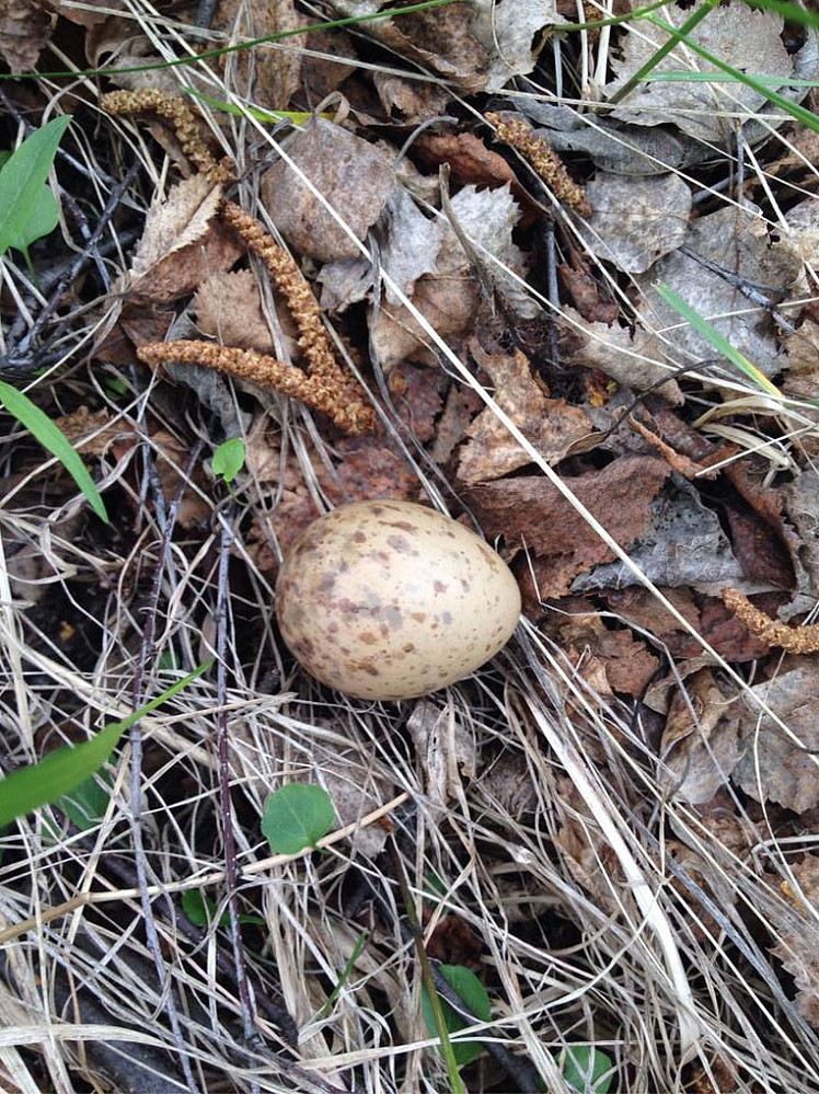 Fugleegg som vi fant på vei oppover. Er det noen som hvet hvilken fugl?