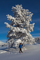 mortenh_smorli080214-824.jpg