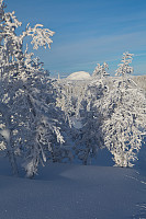 mortenh_smorli080214-827.jpg