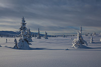 mortenh_smorli080214-832.jpg