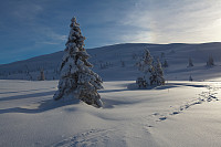 mortenh_smorli080214-837.jpg