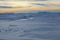 mortenh_smorli080214-849.jpg