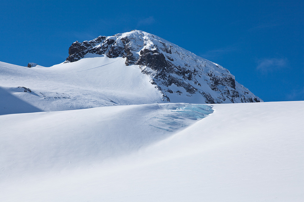Bakarste Skagsnebb.