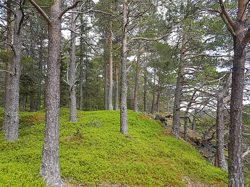 Skogsteråsen