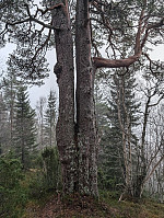 fredriks_20250106_677c24e8ae20f.jpg