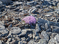 fredriks_20250726_688486eff035e.jpg