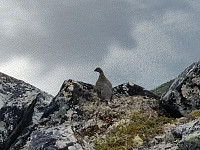 Sosnovsky_20210802_61082505ed8f4.jpg